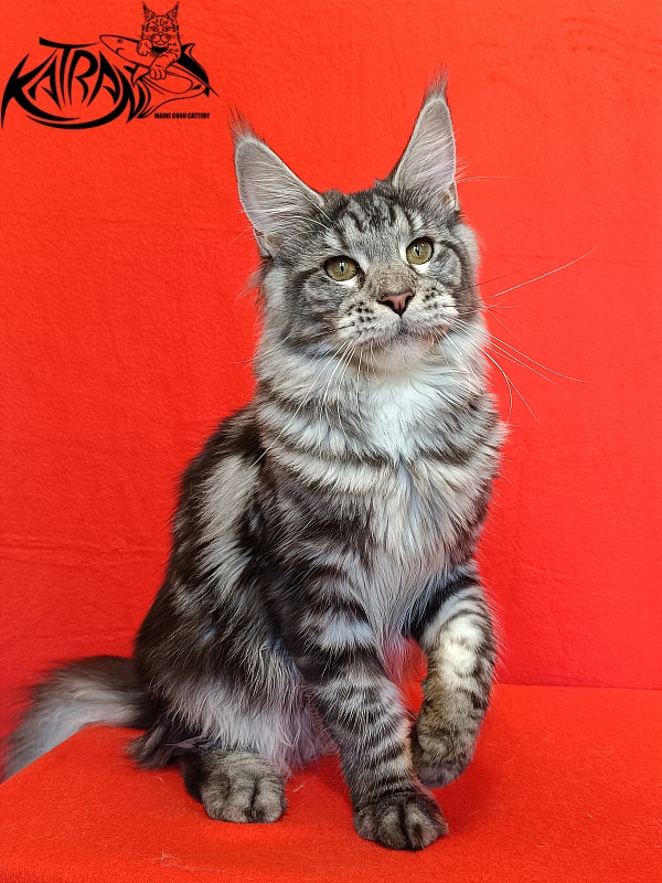 Katran Stephanie - Junior maine-coon 8.5 months