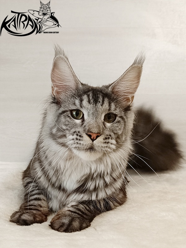 Katran Stephanie - Adult maine-coon 1 year 5 months 3 weeks
