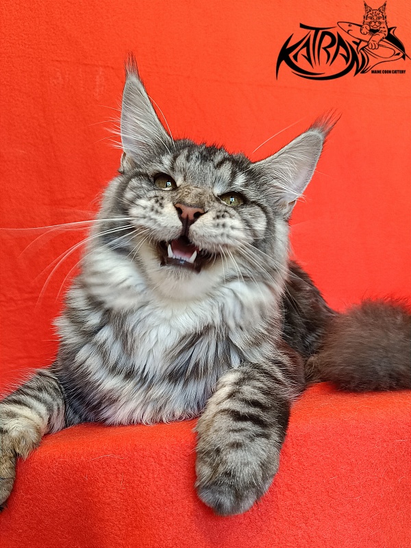 Katran Stephanie - Junior maine-coon 8.5 months