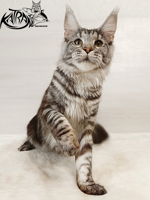 Katran Stephanie - Adult maine-coon 1 year 5 months 3 weeks
