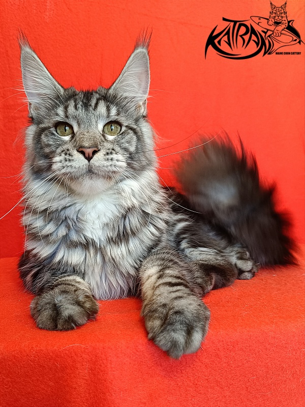 Katran Stephanie - Junior maine-coon 8.5 months