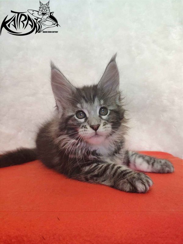 Katran Stephanie - Kitten maine-coon 1 month 3.5 weeks