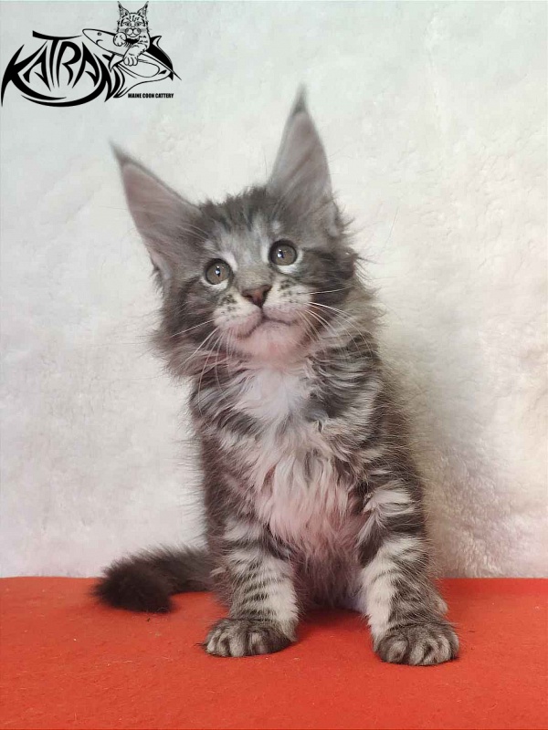 Katran Stephanie - Kitten maine-coon 1 month 3.5 weeks