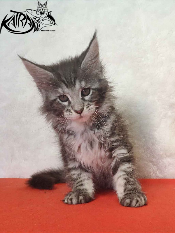 Katran Stephanie - Kitten maine-coon 1 month 3.5 weeks