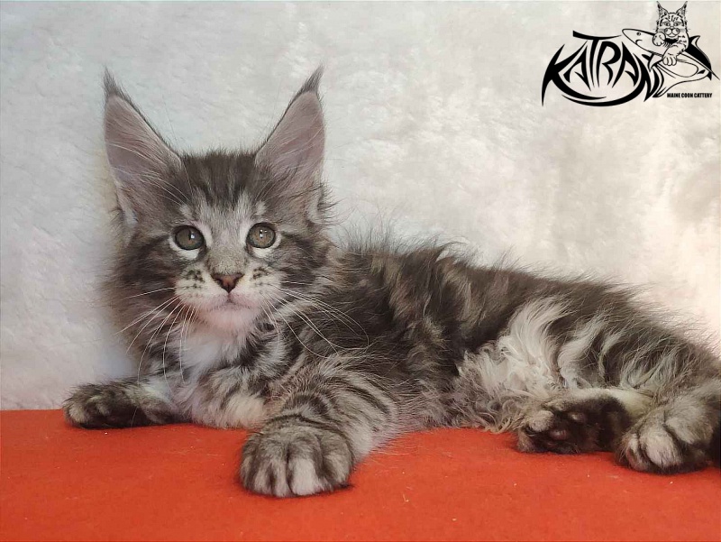 Katran Stephanie - Kitten maine-coon 1 month 3.5 weeks