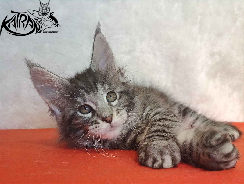 Katran Stephanie - Kitten maine-coon 1 month 3.5 weeks