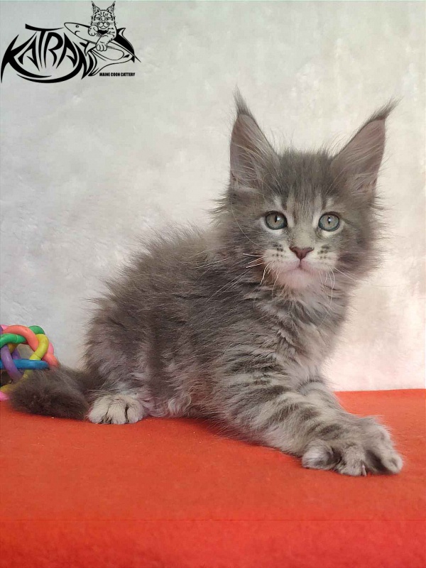 Katran Solange - Котенок мейн-кун 1 месяц 3,5 недели