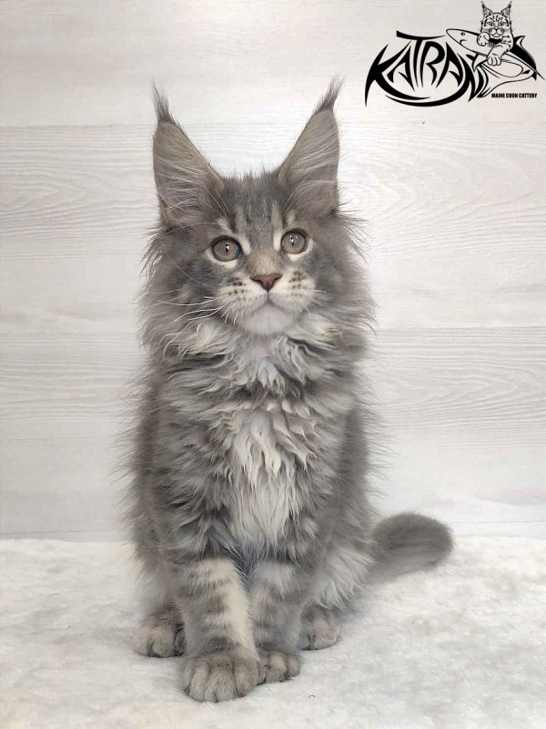 Katran Solange - Котенок мейн-кун 3 месяца