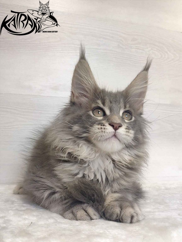 Katran Solange - Котенок мейн-кун 3 месяца