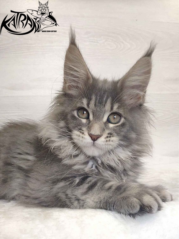Katran Solange - Котенок мейн-кун 3 месяца