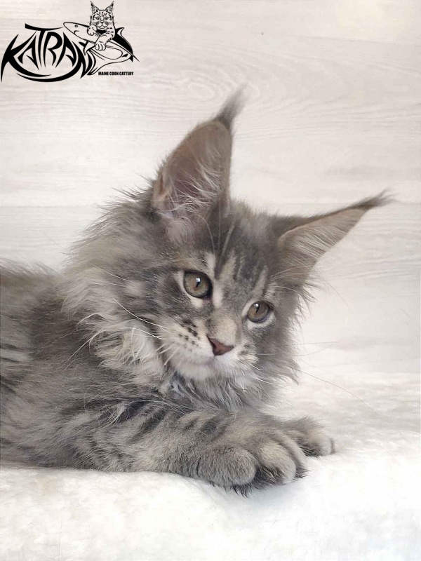 Katran Solange - Котенок мейн-кун 3 месяца