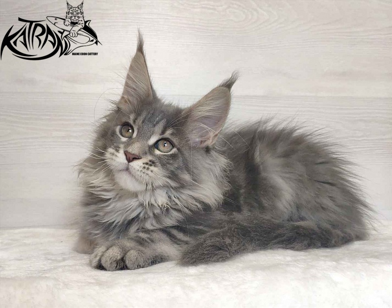 Katran Solange - Котенок мейн-кун 3 месяца