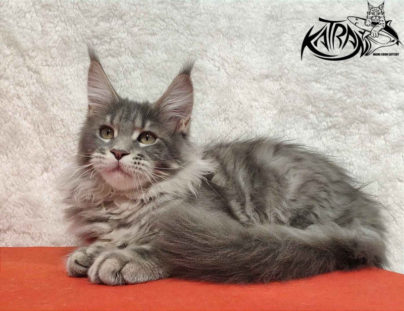 Katran Solange - Котенок мейн-кун 4 месяца