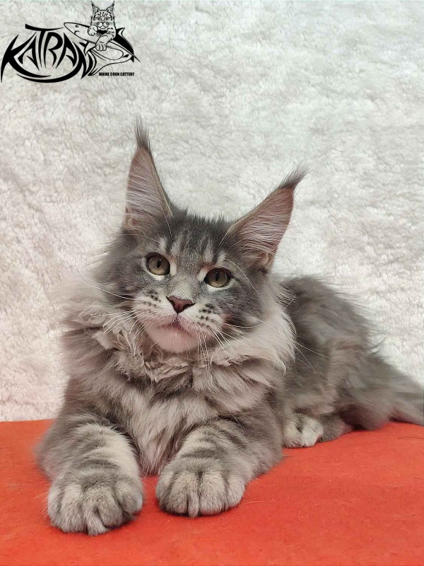 Katran Solange - Котенок мейн-кун 4 месяца