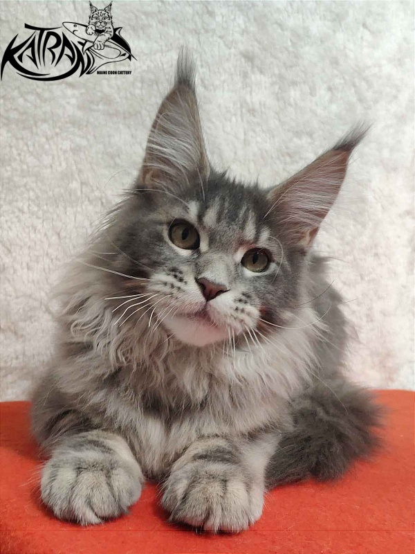 Katran Solange - Котенок мейн-кун 4 месяца