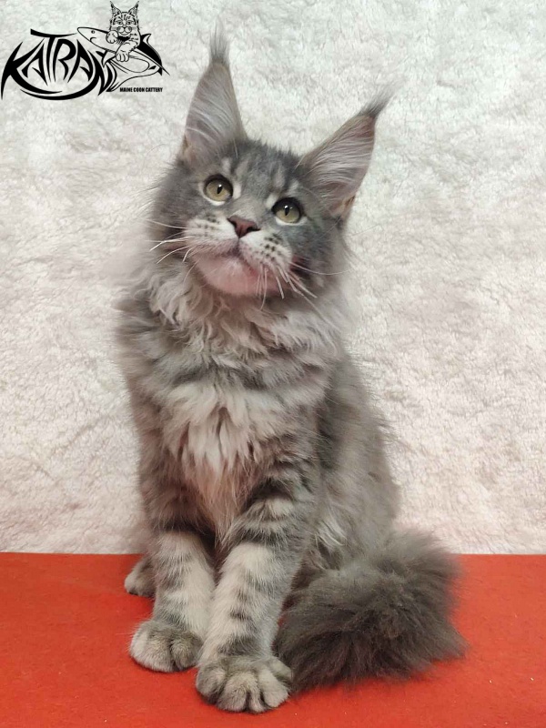 Katran Solange - Котенок мейн-кун 4 месяца