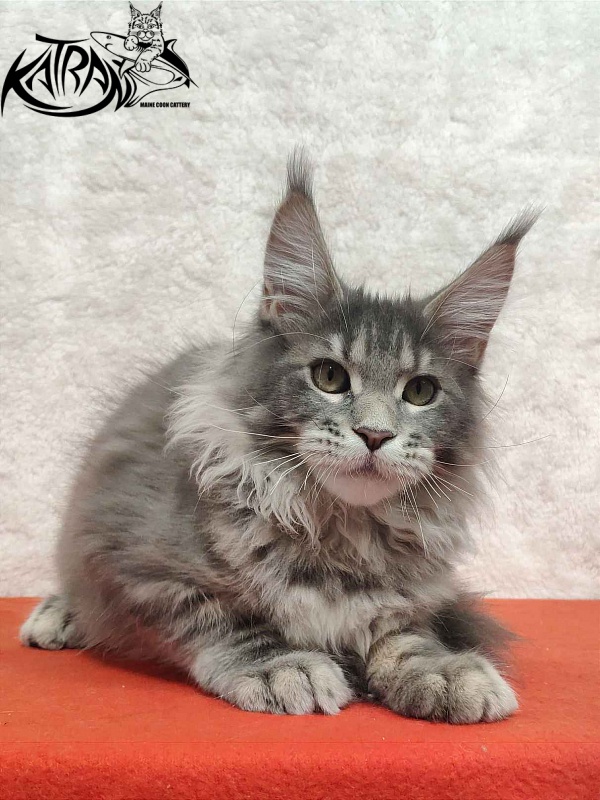 Katran Solange - Котенок мейн-кун 4 месяца