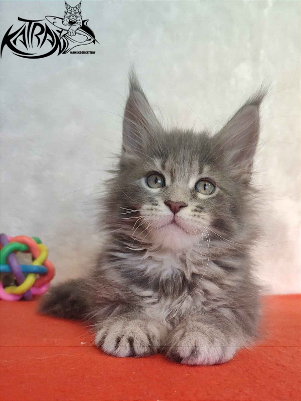 Katran Solange - Котенок мейн-кун 1 месяц 3,5 недели