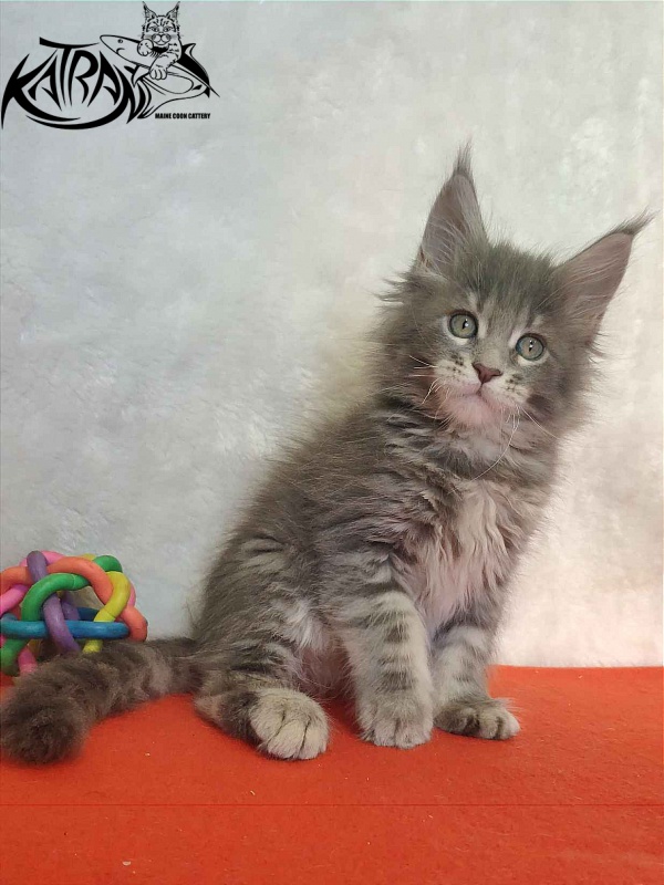 Katran Solange - Котенок мейн-кун 1 месяц 3,5 недели