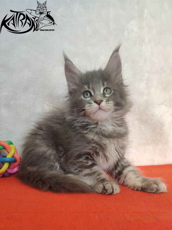 Katran Solange - Котенок мейн-кун 1 месяц 3,5 недели