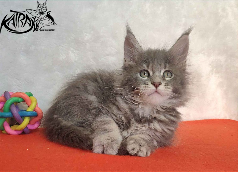Katran Solange - Котенок мейн-кун 1 месяц 3,5 недели