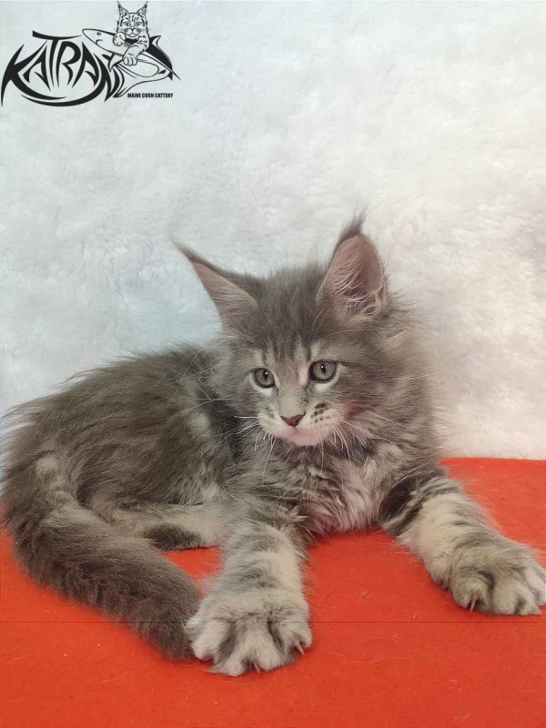 Katran Solange - Котенок мейн-кун 1 месяц 3,5 недели