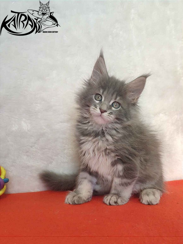 Katran Solange - Котенок мейн-кун 1 месяц 3,5 недели