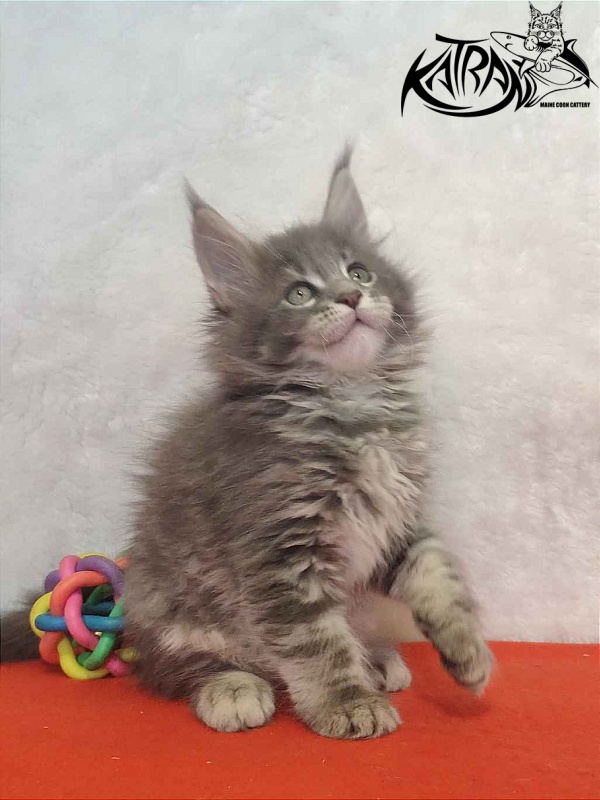 Katran Solange - Котенок мейн-кун 1 месяц 3,5 недели