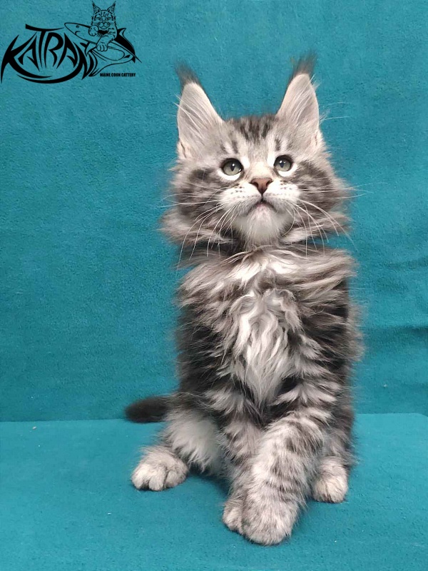 Katran Tornado - Кошеня мейн-кун 2 місяця