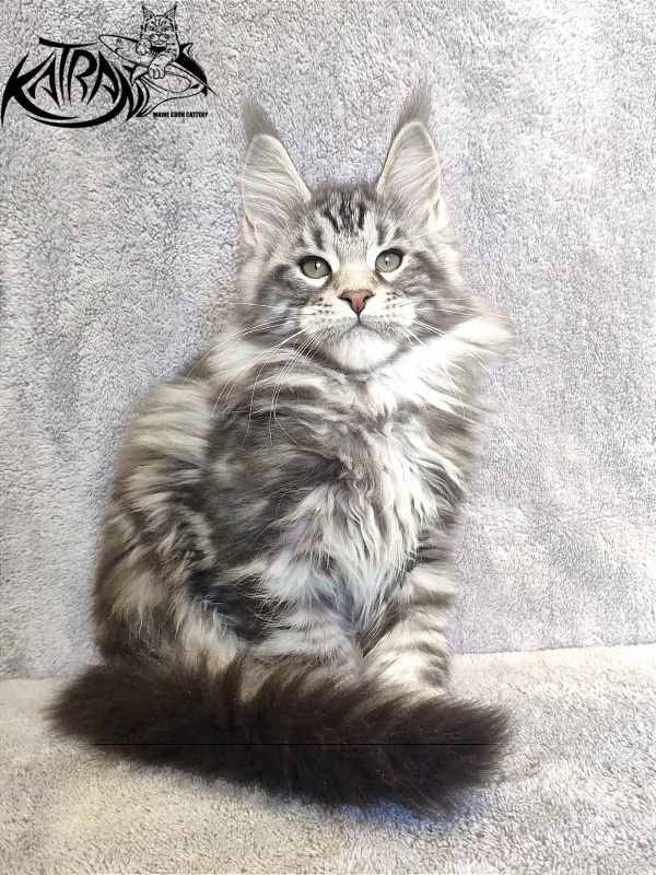 Katran Tornado - Кошеня мейн-кун 3 місяця