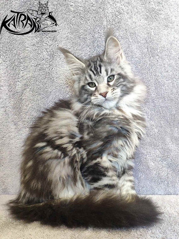 Katran Tornado - Кошеня мейн-кун 3 місяця