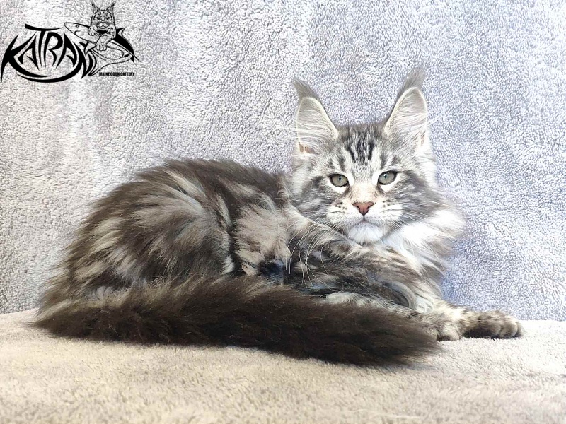 Katran Tornado - Кошеня мейн-кун 3 місяця