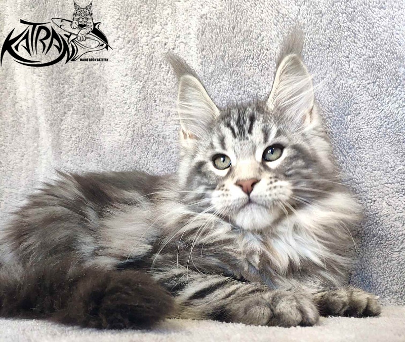 Katran Tornado - Кошеня мейн-кун 3 місяця