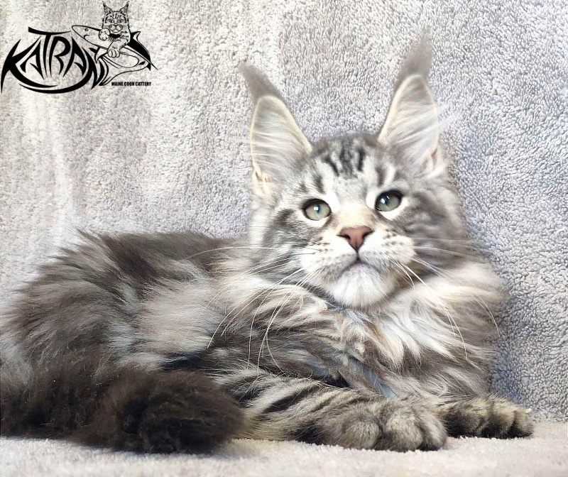 Katran Tornado - Кошеня мейн-кун 3 місяця