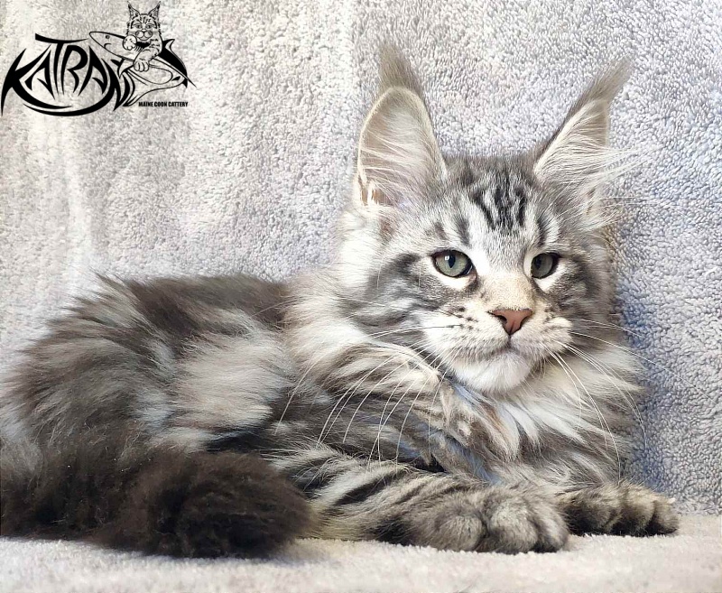 Katran Tornado - Кошеня мейн-кун 3 місяця