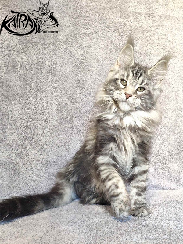 Katran Tornado - Кошеня мейн-кун 3 місяця