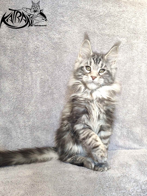 Katran Tornado - Кошеня мейн-кун 3 місяця