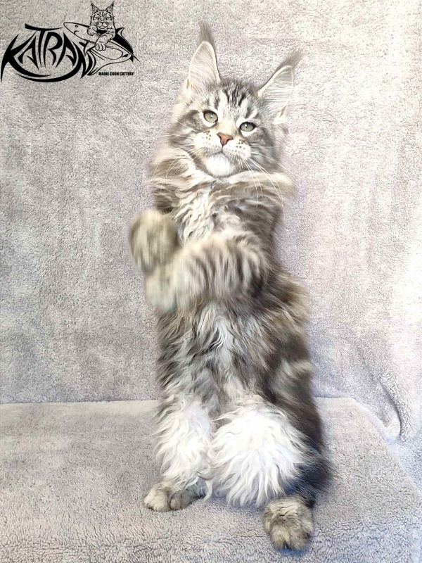 Katran Tornado - Кошеня мейн-кун 3 місяця