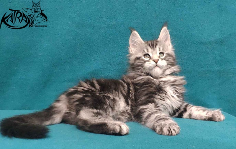 Katran Tornado - Кошеня мейн-кун 2 місяця