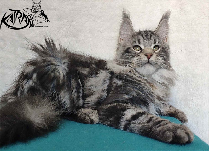 Katran Tornado - Кошеня мейн-кун 4 місяця