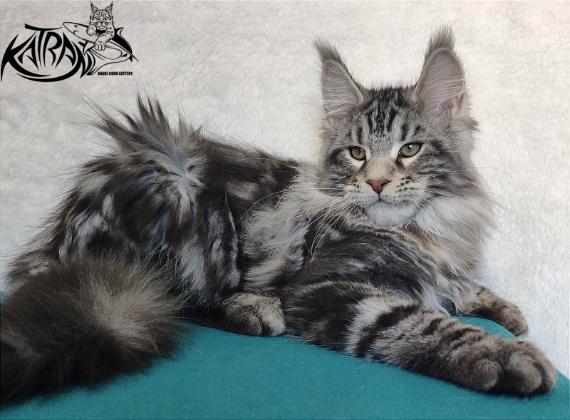 Katran Tornado - Кошеня мейн-кун 4 місяця