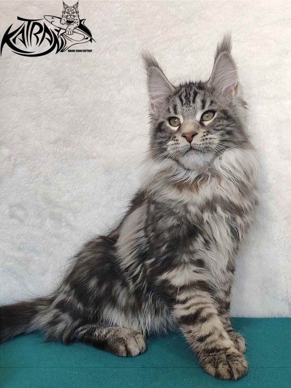 Katran Tornado - Кошеня мейн-кун 4 місяця