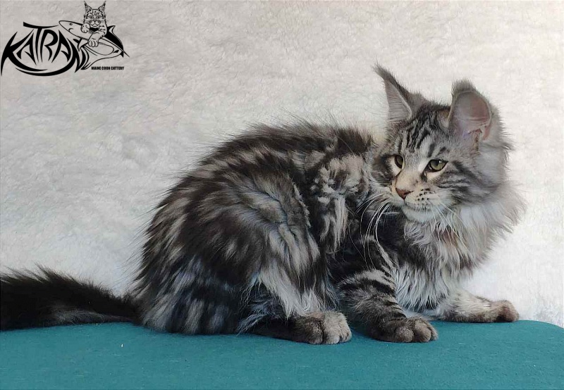 Katran Tornado - Кошеня мейн-кун 4 місяця