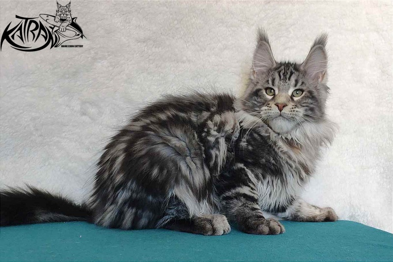 Katran Tornado - Кошеня мейн-кун 4 місяця