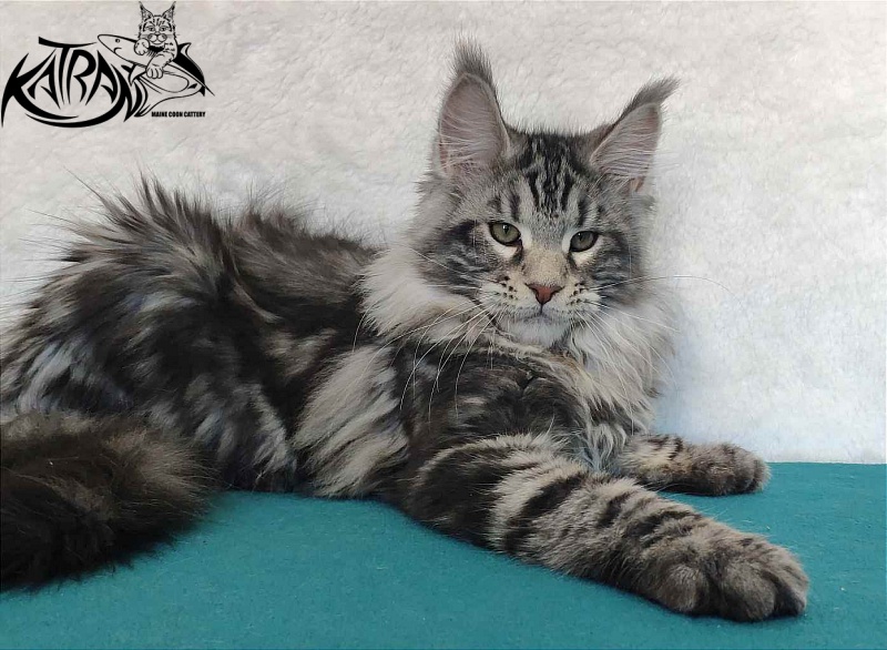 Katran Tornado - Кошеня мейн-кун 4 місяця