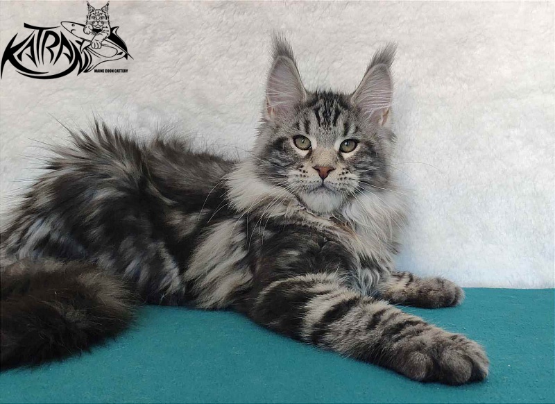 Katran Tornado - Кошеня мейн-кун 4 місяця