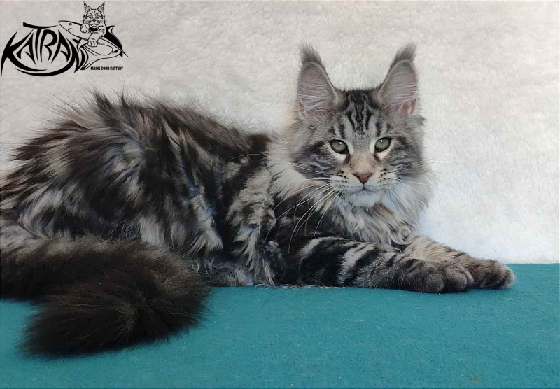 Katran Tornado - Кошеня мейн-кун 4 місяця