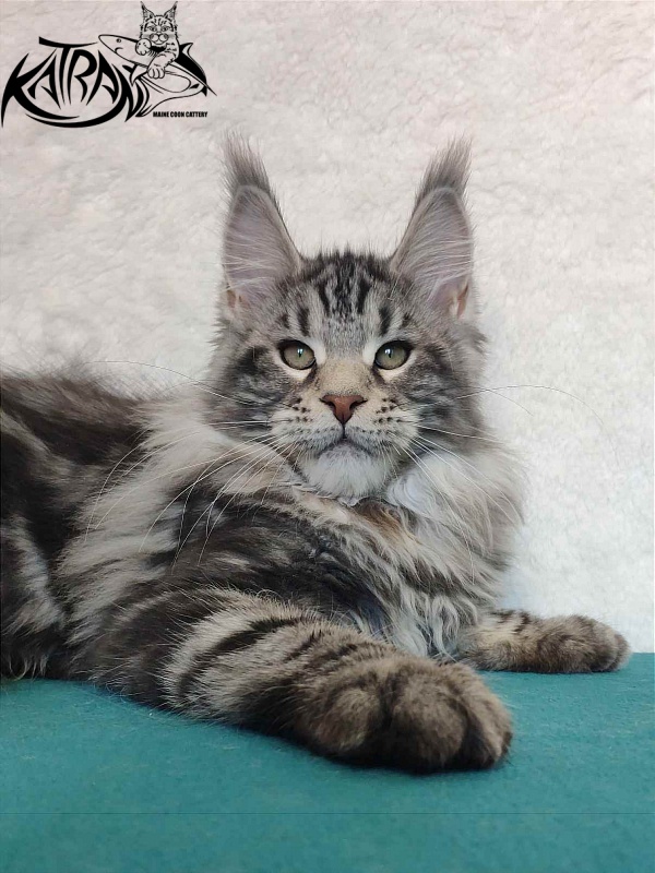 Katran Tornado - Кошеня мейн-кун 4 місяця