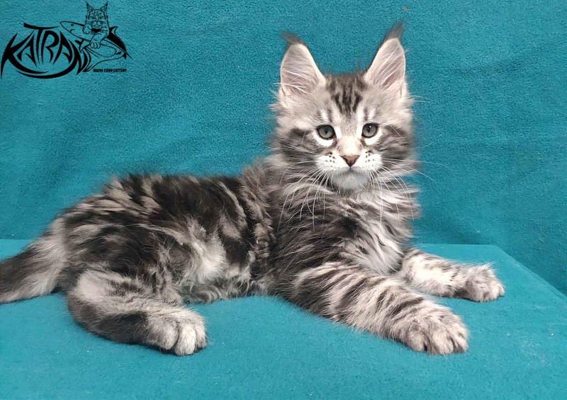 Katran Tornado - Кошеня мейн-кун 2 місяця