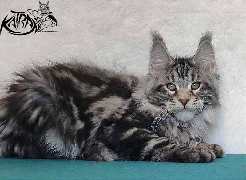 Katran Tornado - Кошеня мейн-кун 4 місяця